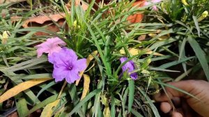 सालों साल फूल देने वाला पौधा - Mexican Petunia 🌱|| All about Mexican Petunia | @Green_Era