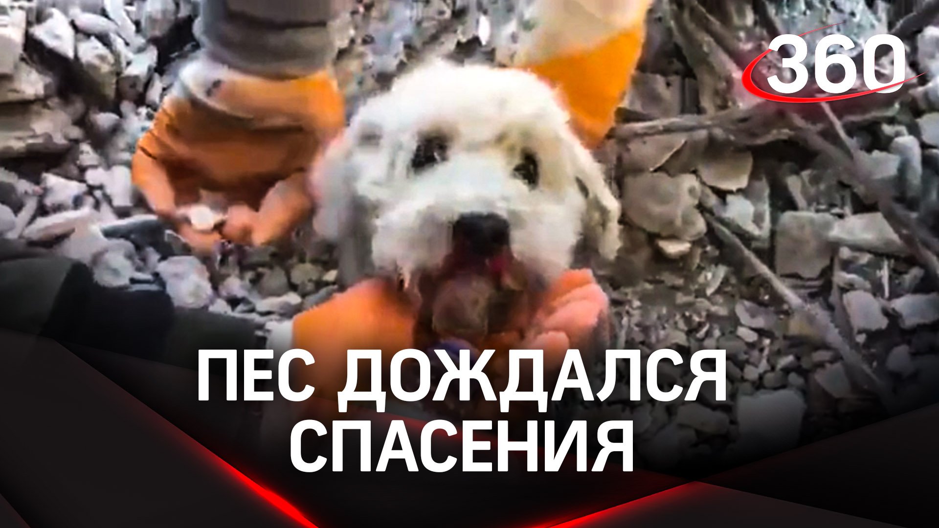 Два героических пса дождались спасения после землетрясения
