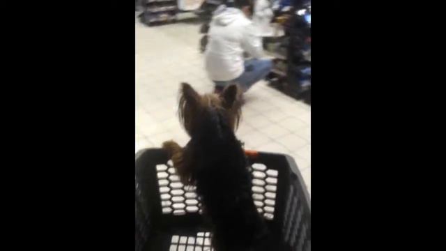 Веселая жизнь лаки (супермаркет) смотреть онлайн