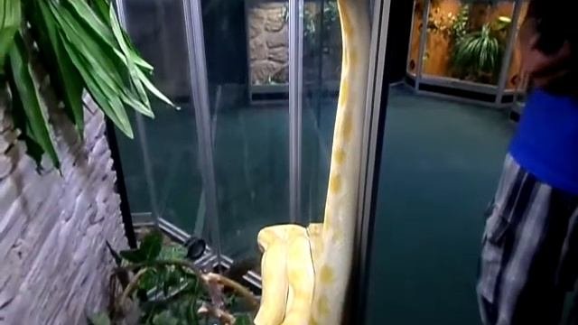 Желтый питон.Yellow python.