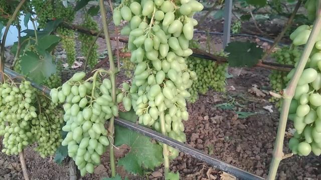 Начало окрашивания ягод винограда на 30.06.21 смотреть онлайн