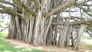 Дерево Баньян доклад