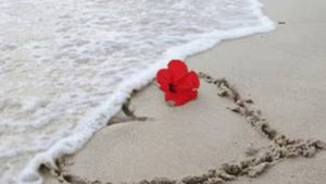 Там, где море шумит