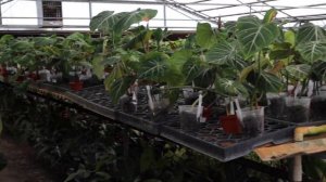 Ecuagenera USA Greenhouse Tour / Rare Tropical Plants Philodendron Anthurium Monsteras