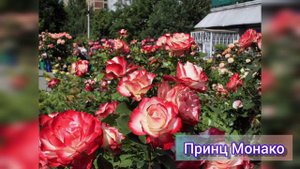 Какие розы посадила этой осенью// 42 сорта роз для новичка