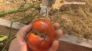 Томат БАТЯНЯ. Томат ЗЕФИР В ШОКОЛАДЕ. ОБЗОР ТОМАТОВ В ТЕПЛИЦЕ.