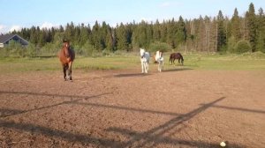 Ёка встречает табун 16-07-2015