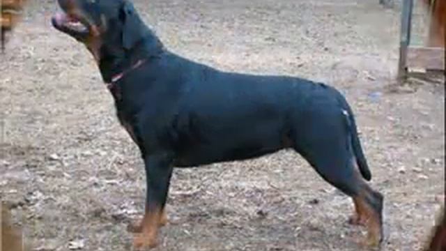 РОТВЕЙЛЕРЫ смотреть онлайн