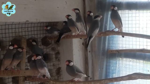 জাভা পাখি কিনলাম | Black Java Bird Purchased | Black Java Bird Price In Bangla | জাভা পাখির দাম смотреть онлайн