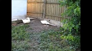 Выращивание гусей итальянской породы