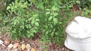 Harvesting Concord Grapes for 2019