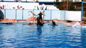 ДЕЛЬФИНАРИЙ Dolphin World ЕГИПЕТ Хургада.
