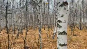 БАБУШКА И ВНУК - БАБУШКА И ГРИБЫ