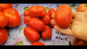 ??ОБЗОР ТОМАТОВ на 29 07 в теплице. АНДРЕЕВСКИЙ СЮРПРИЗ, ТЕЩИН ЯЗЫК, БЫЧИЙ ЛОБ, ВЕРНА, ОЛЬГА