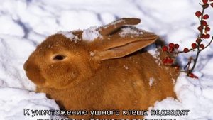 У кролика в ушах коросты — чем лечить