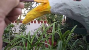 New Members Of My Garden | Beautiful Birds Crane | Home Garden Pot