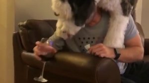 Когда твой пёс - алкоголик