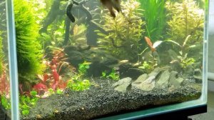 Как я сажаю марсилию