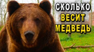 Сколько весит медведь