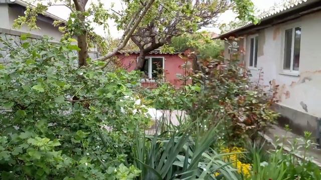 Весенняя прогулка с домашней кошкой. Погода испортилась. Что цветёт в саду. смотреть онлайн