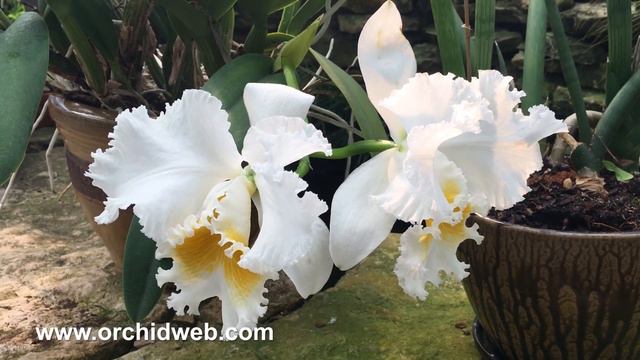 OrchidWeb - Cattleya Jose Marti 'Mother's Favorite' смотреть онлайн