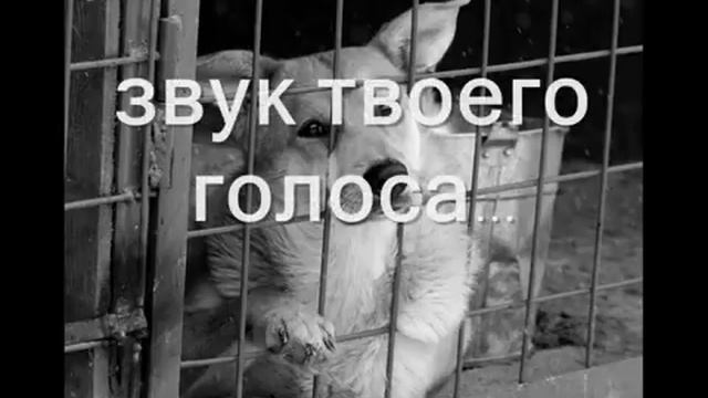 Возьми собаку из приюта смотреть онлайн