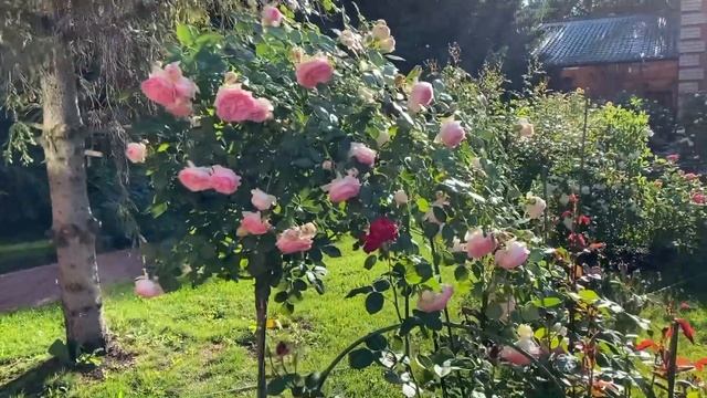 РОЗЫ. ЛЕТИТЕ ОТДЫХАТЬ НЕ ЗАБУДЬТЕ ПРО РОЗЫ! смотреть онлайн