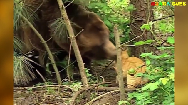 Бесстрашные боевые коты. смотреть онлайн