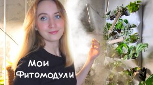 Мои ФИТОМОДУЛИ I Обзор растений