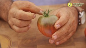 СОЧНЫЕ и МЯСИСТЫЕ – Сорт Томата Южный Вечер