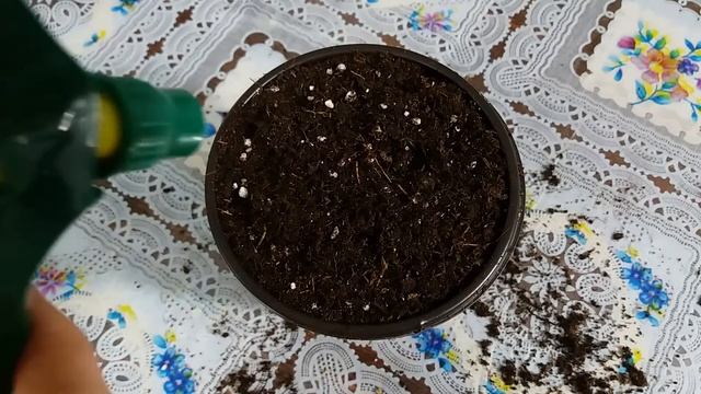 Banana seeds Musa Velutina Germinated смотреть онлайн