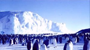 Песенка о пингвинах