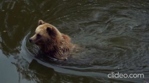 Медведь принимает ванну