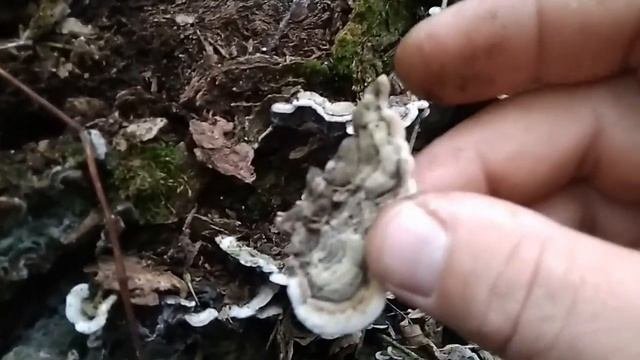 Полезли грибочки, Оленьи рожки.