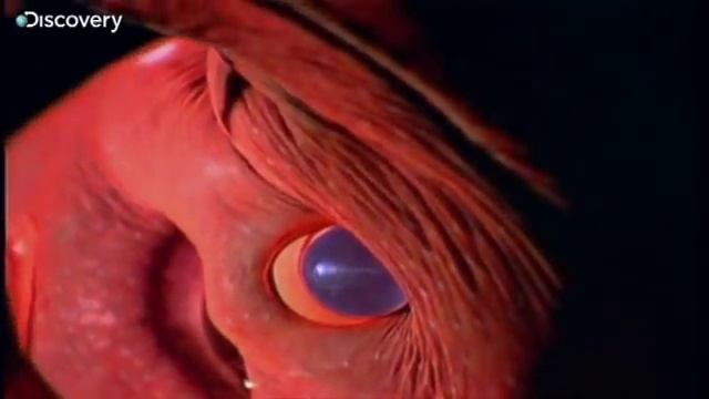 КАЛЬМАР ВАМПИР!.mp4 смотреть онлайн