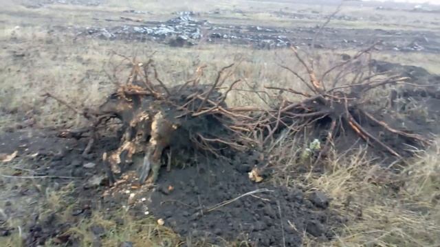 Корчёвка черешни экскаватором CASE 580 SUPER R / корчування пнів, stump