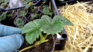Пробное хранение рассады клубники Мальга Вивара Гармония Купчиха зимой