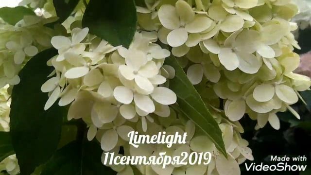 11сентября2019 Высокорослая Метельчатая Гортензия Limelight ✌️?