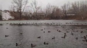 Утки на озере Леснуха (Самара). Ноябрь 2021