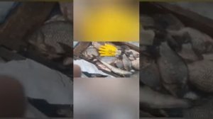 рыбалка на озере чаны, отчёт рыбалки за 20 марта 2021 марта