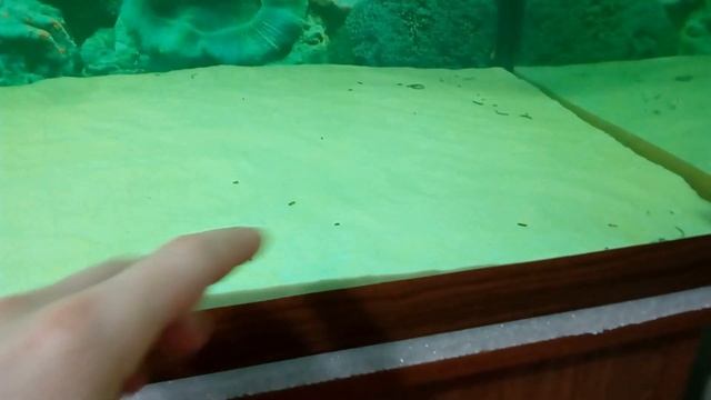 Покупка аквариумной рыбы (арована) вырастает до больших размеров смотреть онлайн