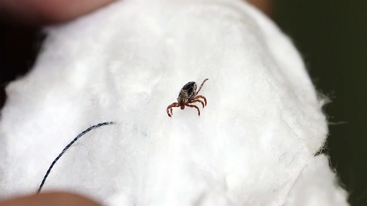 В нескольких регионах раннее тепло привело к пробуждению клещей, укус которых очень опасен