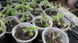 Стевия черенкование✂️. Обзор маточников. Как стевия зимует в теплице!?