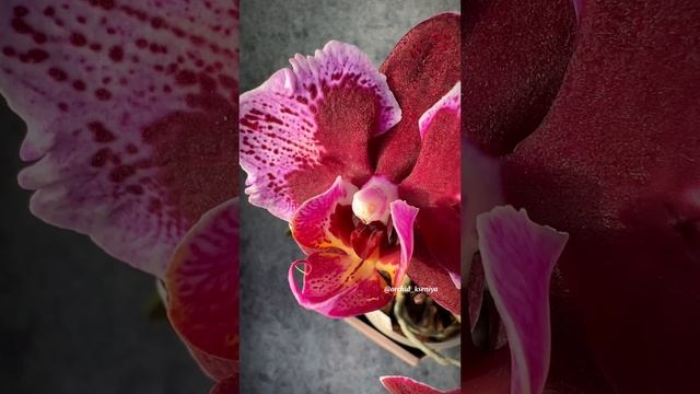 Phal. Montpellier peloric (butterfly) 🩷 Цветение ароматной голландской орхидеи бабочки Монпелье