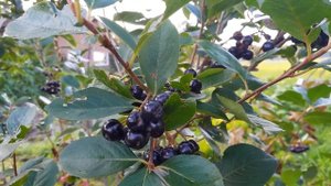 Appelbes Aronia 'Nero'