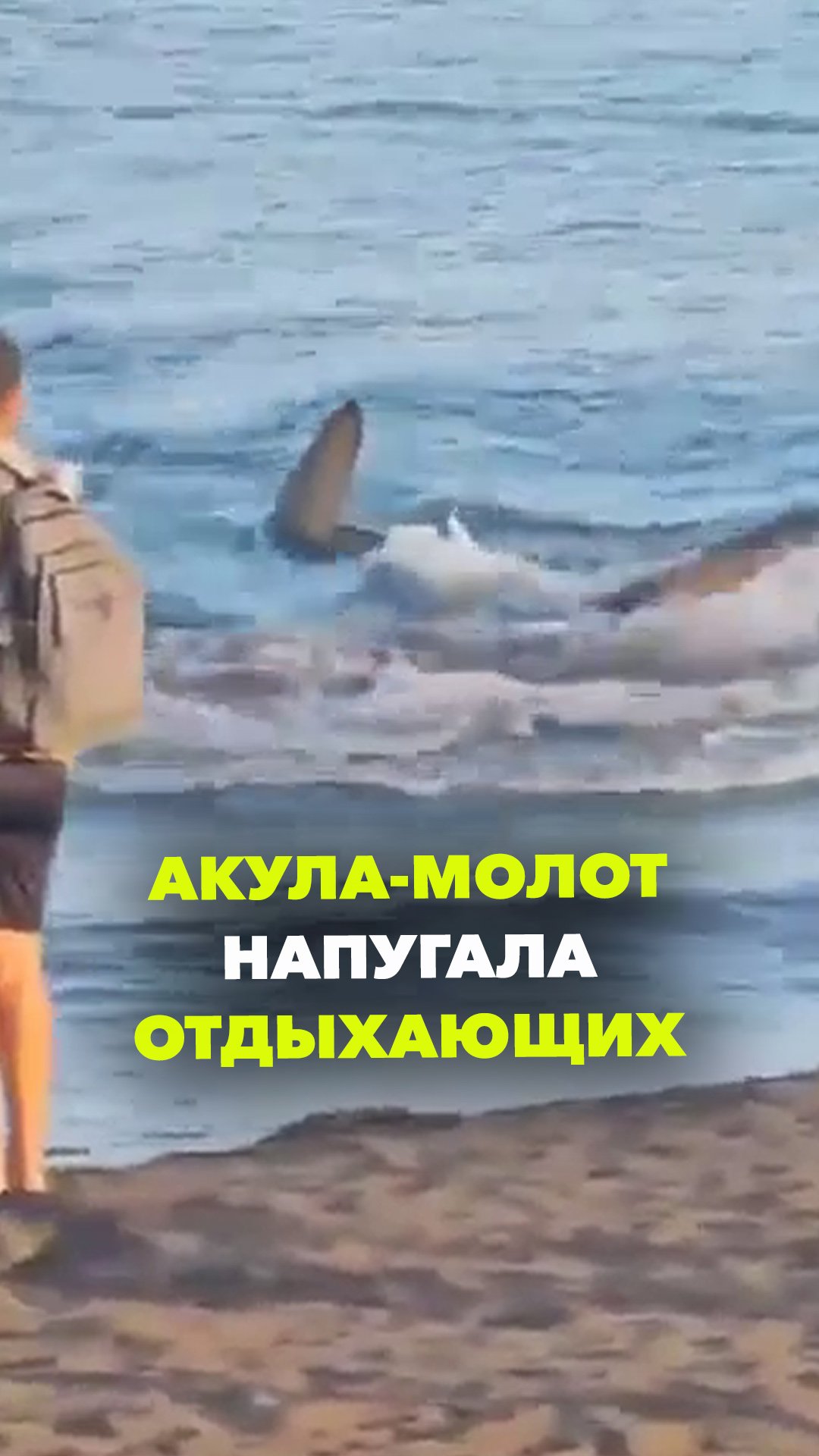 Двухметровая акула-молот нагнала страху на отдыхающих в Испании