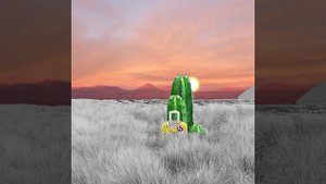 История про кактус