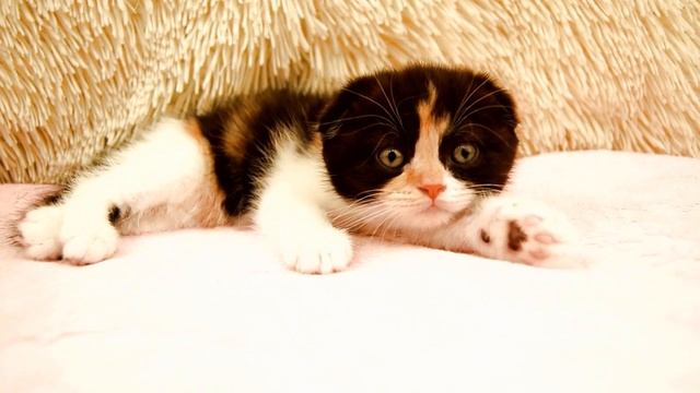 СЛИВКИ ШОУ ПОДАРИЛ МНЕ КИСУ ОТ КУКИ смотреть онлайн