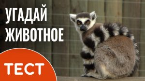 Викторина: Угадай животное | Вопросы с ответами