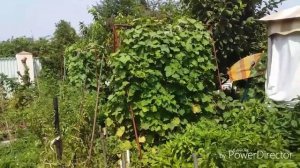 Посадка укропа и петрушки, салата в августе//Зелень на зиму